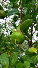 Sonneratia caseolaris