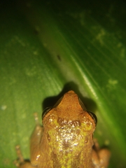 Pseudophilautus wynaadensis