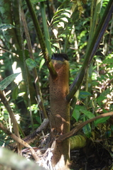 Cyathea serratifolia