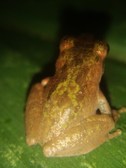 Pseudophilautus wynaadensis