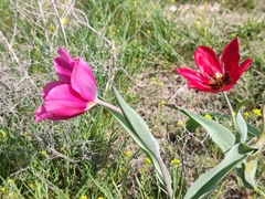 Tulipa suaveolens