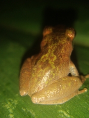 Pseudophilautus wynaadensis