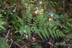 Cyathea serratifolia