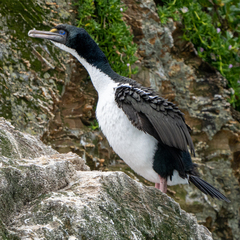 Leucocarbo carunculatus