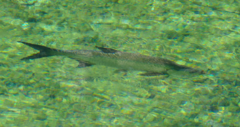 Megalops atlanticus