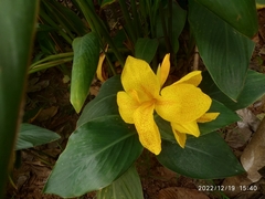 Canna flaccida