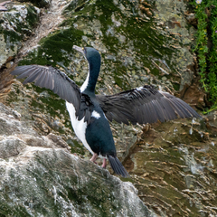 Leucocarbo carunculatus