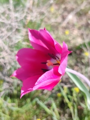 Tulipa suaveolens