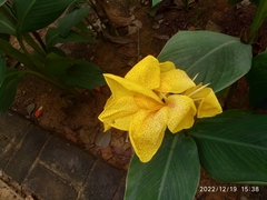 Canna flaccida