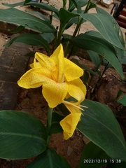 Canna flaccida