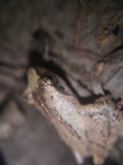 Pseudophilautus wynaadensis