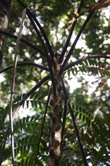 Cyathea serratifolia
