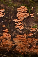 Cerrena zonata
