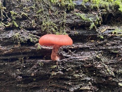 Tubaria rufofulva