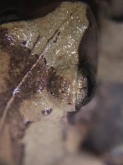 Pseudophilautus wynaadensis