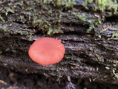 Tubaria rufofulva