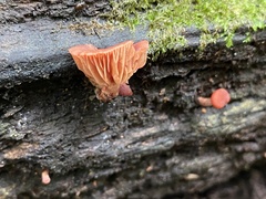 Tubaria rufofulva
