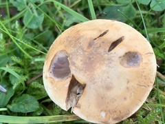 Chamaemyces fracidus