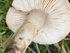 Chamaemyces fracidus