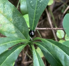 Brachyplatys subaeneus