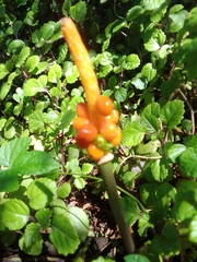 Arum italicum