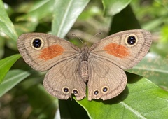 Cassionympha cassius