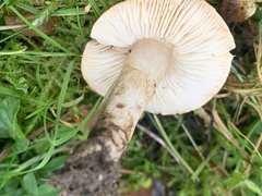 Chamaemyces fracidus