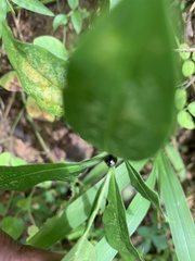 Brachyplatys subaeneus