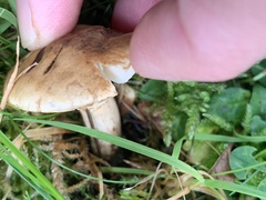 Chamaemyces fracidus