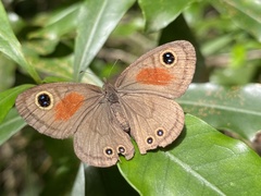 Cassionympha cassius