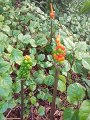 Arum italicum