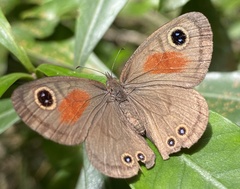 Cassionympha cassius