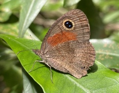 Cassionympha cassius