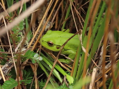 Dendropsophus molitor