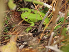 Dendropsophus molitor