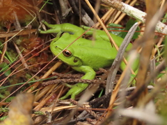 Dendropsophus molitor