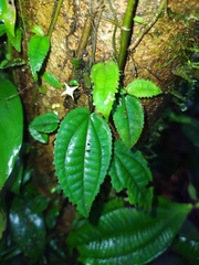 Miconia neoepiphytica