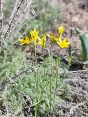 Gagea bulbifera