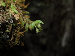 Fernandezia hispidula