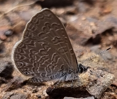 Pseudonacaduba sichela