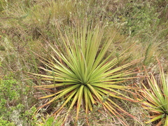 Puya goudotiana