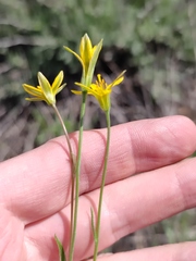 Gagea bulbifera