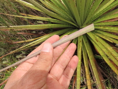 Puya goudotiana
