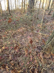 Vaccinium elliottii