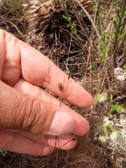 Xyris subulata