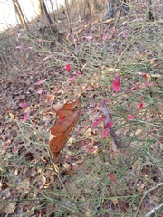 Vaccinium elliottii
