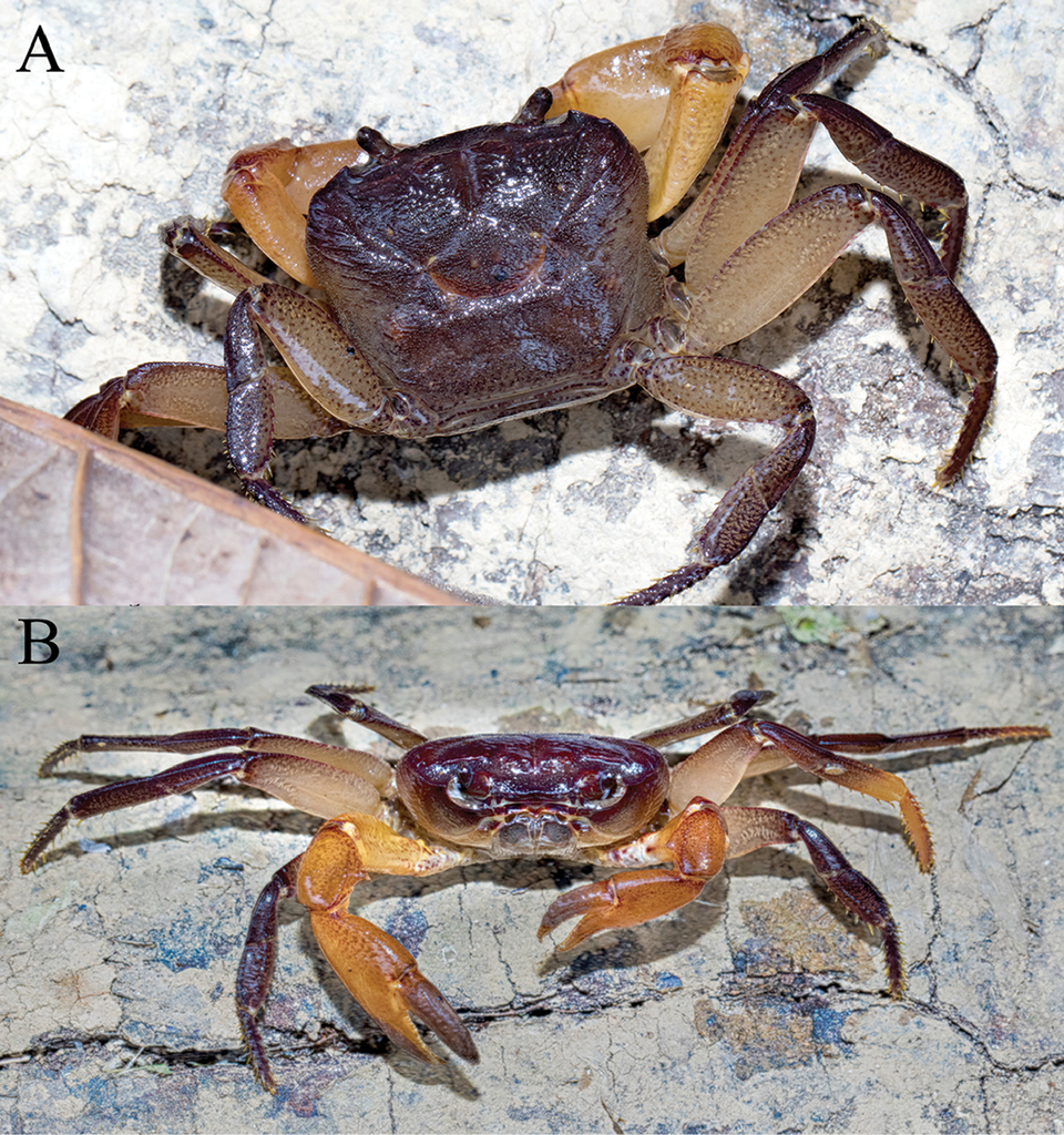 Thelphusula capillodigitus