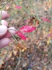 Vaccinium elliottii