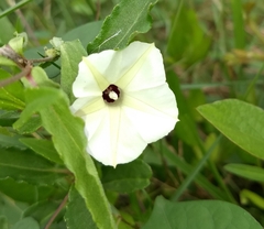 Ipomoea obscura