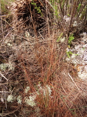 Xyris subulata